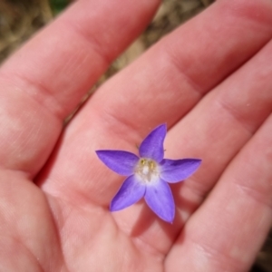 Wahlenbergia stricta subsp. stricta at Bungendore, NSW - 7 Jan 2023