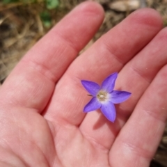 Wahlenbergia stricta subsp. stricta at Bungendore, NSW - 7 Jan 2023 02:01 PM