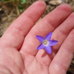 Wahlenbergia stricta subsp. stricta at Bungendore, NSW - 7 Jan 2023