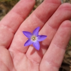 Wahlenbergia stricta subsp. stricta at Bungendore, NSW - 7 Jan 2023 02:01 PM