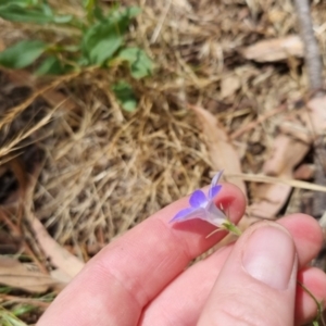 Wahlenbergia stricta subsp. stricta at Bungendore, NSW - 7 Jan 2023 02:01 PM