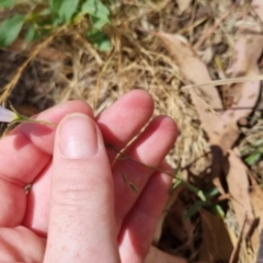 Wahlenbergia stricta subsp. stricta at Bungendore, NSW - 7 Jan 2023 02:01 PM