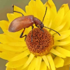 Ecnolagria grandis at O'Connor, ACT - 6 Jan 2023 03:21 PM