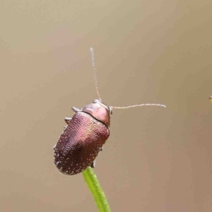 Edusella sp. (genus) at O'Connor, ACT - 6 Jan 2023