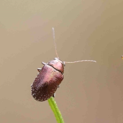 Edusella sp. (genus) (A leaf beetle) at O'Connor, ACT - 6 Jan 2023 by ConBoekel