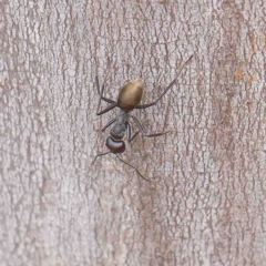 Camponotus suffusus (Golden-tailed sugar ant) at Dryandra St Woodland - 6 Jan 2023 by ConBoekel