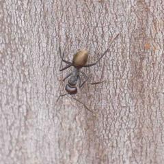 Camponotus suffusus (Golden-tailed sugar ant) at O'Connor, ACT - 6 Jan 2023 by ConBoekel