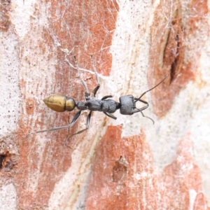 Myrmecia piliventris at O'Connor, ACT - 6 Jan 2023 02:02 PM