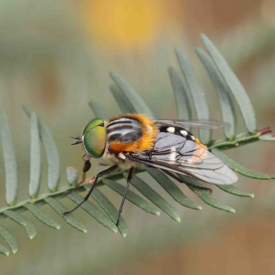 Scaptia (Scaptia) auriflua (A flower-feeding march fly) at O'Connor, ACT - 6 Jan 2023 by ConBoekel