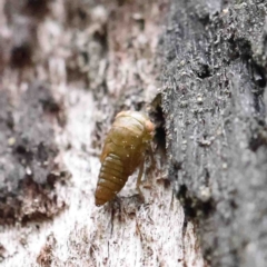 Eurymelinae (subfamily) (Unidentified eurymeline leafhopper) at O'Connor, ACT - 6 Jan 2023 by ConBoekel