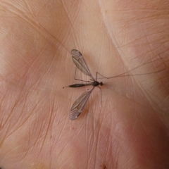 Tipulidae or Limoniidae (family) (Unidentified Crane Fly) at Mongarlowe River - 7 Jan 2023 by arjay