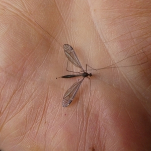 Tipulidae or Limoniidae (family) at Charleys Forest, NSW - 7 Jan 2023