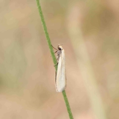 Gelechioidea (superfamily) at O'Connor, ACT - 6 Jan 2023 by ConBoekel