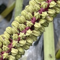 Cycnogeton multifructum (Water Ribbons) at Murrumbateman, NSW - 7 Jan 2023 by JaneR