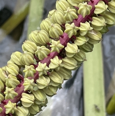 Cycnogeton multifructum (Water Ribbons) at Murrumbateman, NSW - 7 Jan 2023 by JaneR