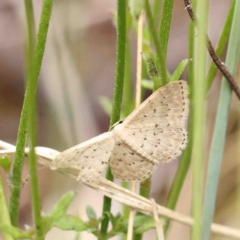 Idaea philocosma (Flecked Wave) at O'Connor, ACT - 6 Jan 2023 by ConBoekel