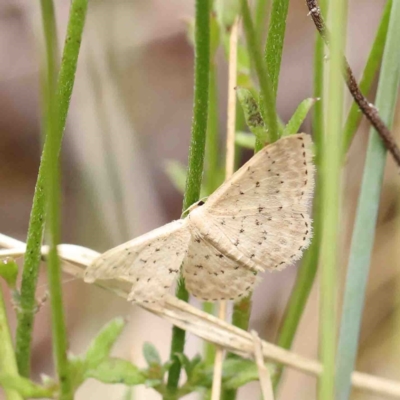 Idaea philocosma (Flecked Wave) at O'Connor, ACT - 6 Jan 2023 by ConBoekel