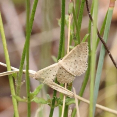 Idaea philocosma at O'Connor, ACT - 6 Jan 2023 02:30 PM