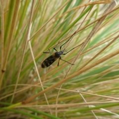 Gynoplistia (Gynoplistia) bella (A crane fly) at Mongarlowe River - 7 Jan 2023 by arjay