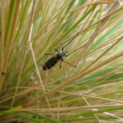 Gynoplistia (Gynoplistia) bella (A crane fly) at Charleys Forest, NSW - 7 Jan 2023 by arjay