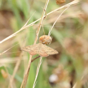 Scopula rubraria at O'Connor, ACT - 6 Jan 2023