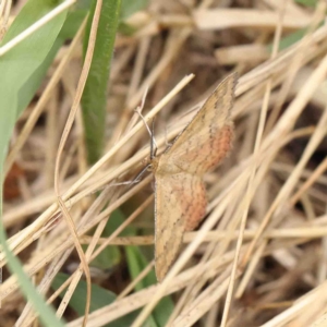 Scopula rubraria at O'Connor, ACT - 6 Jan 2023