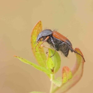 Phyllotocus navicularis at O'Connor, ACT - 6 Jan 2023 03:05 PM