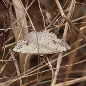 Taxeotis intextata at O'Connor, ACT - 6 Jan 2023