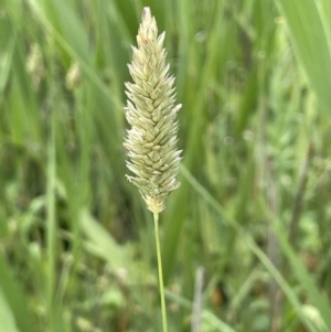 Phalaris aquatica at Murrumbateman, NSW - 7 Jan 2023 11:50 AM