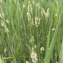 Phalaris aquatica at Murrumbateman, NSW - 7 Jan 2023 11:50 AM