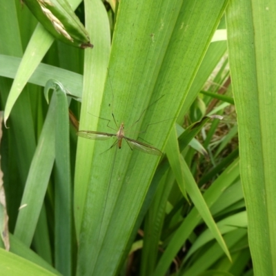 Leptotarsus (Macromastix) costalis (Common Brown Crane Fly) at Charleys Forest, NSW - 7 Jan 2023 by arjay