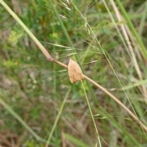 Tortricopsis uncinella at Charleys Forest, NSW - suppressed