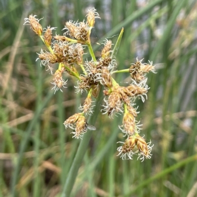 Schoenoplectus tabernaemontani (River Club-rush) at Yass River, NSW - 7 Jan 2023 by JaneR