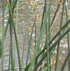 Schoenoplectus tabernaemontani at Yass River, NSW - 7 Jan 2023 02:40 PM