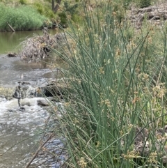 Schoenoplectus tabernaemontani at Yass River, NSW - 7 Jan 2023 02:40 PM