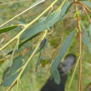 Cicadellidae (family) at Charleys Forest, NSW - 7 Jan 2023