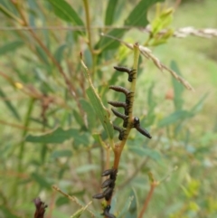 Pergidae sp. (family) (Unidentified Sawfly) at Charleys Forest, NSW - 7 Jan 2023 by arjay