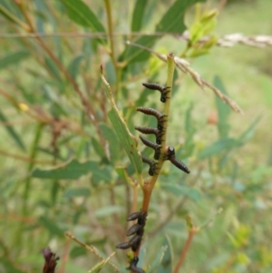 Pergidae sp. (family) at Charleys Forest, NSW - suppressed