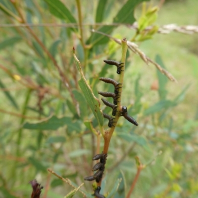 Pergidae sp. (family) (Unidentified Sawfly) at Charleys Forest, NSW - 7 Jan 2023 by arjay