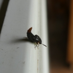 Staphylinidae (family) (Rove beetle) at Mongarlowe River - 7 Jan 2023 by arjay