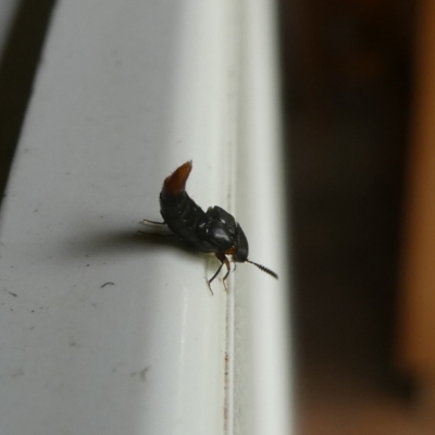 Staphylinidae (family) (Rove beetle) at Charleys Forest, NSW - 7 Jan 2023 by arjay