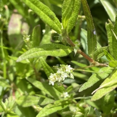 Persicaria prostrata (Creeping Knotweed) at Murrumbateman, NSW - 7 Jan 2023 by JaneR