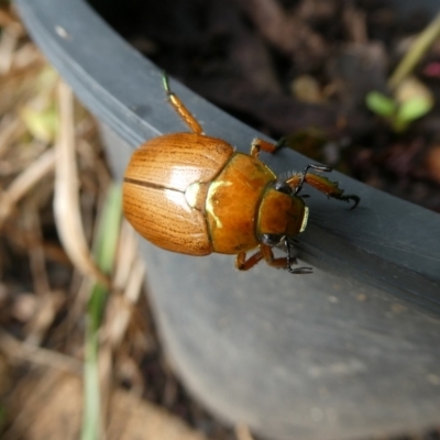 Anoplognathus sp. (genus) (Unidentified Christmas beetle) at Charleys Forest, NSW - 7 Jan 2023 by arjay