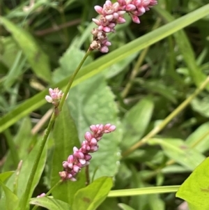 Persicaria decipiens at Murrumbateman, NSW - 7 Jan 2023