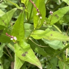 Persicaria decipiens at Murrumbateman, NSW - 7 Jan 2023