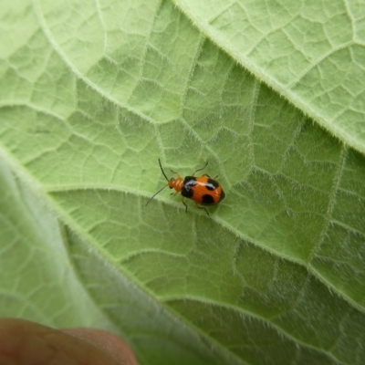 Aulacophora hilaris (Pumpkin Beetle) at Mongarlowe River - 4 Jan 2023 by arjay