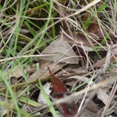 Epidesmia hypenaria (Long-nosed Epidesmia) at Mongarlowe River - 4 Jan 2023 by arjay