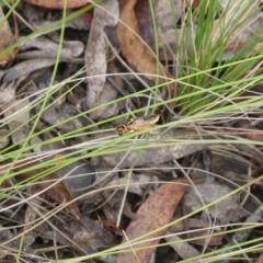 Pergidae sp. (family) (Unidentified Sawfly) at Charleys Forest, NSW - 4 Jan 2023 by arjay