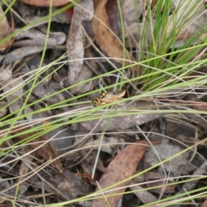 Pergidae sp. (family) at Charleys Forest, NSW - 4 Jan 2023