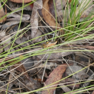 Pergidae sp. (family) (Unidentified Sawfly) at Charleys Forest, NSW - 4 Jan 2023 by arjay